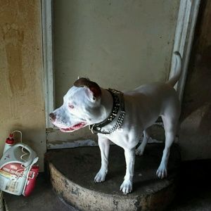 Meet your Posher, Jarvis